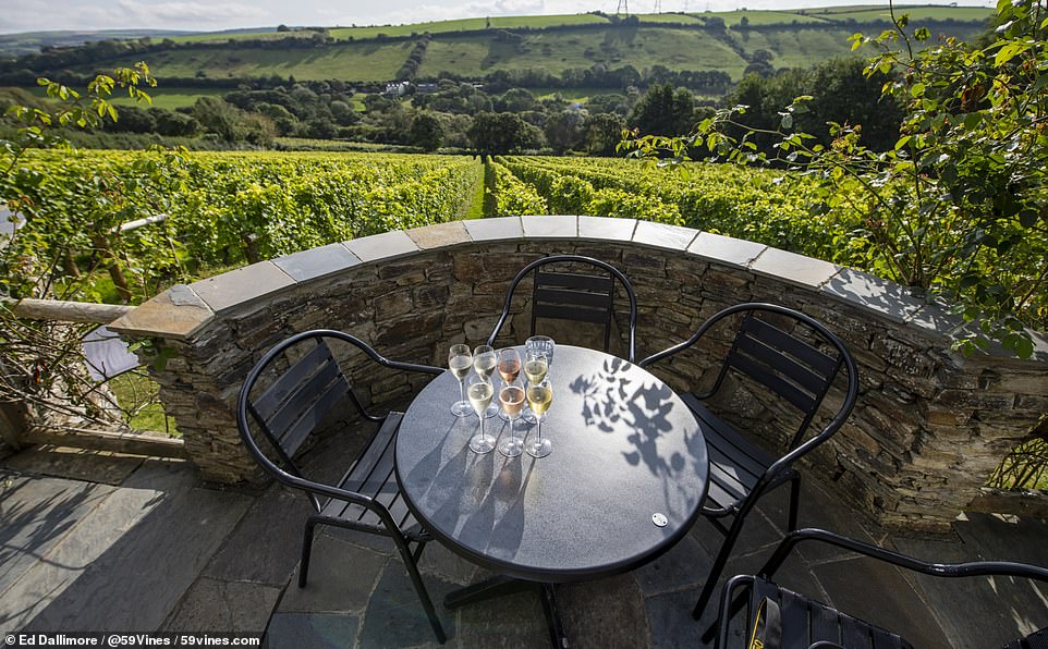 Britain’s best vineyards: Fascinating new book profiles the UK’s most exciting winemakers