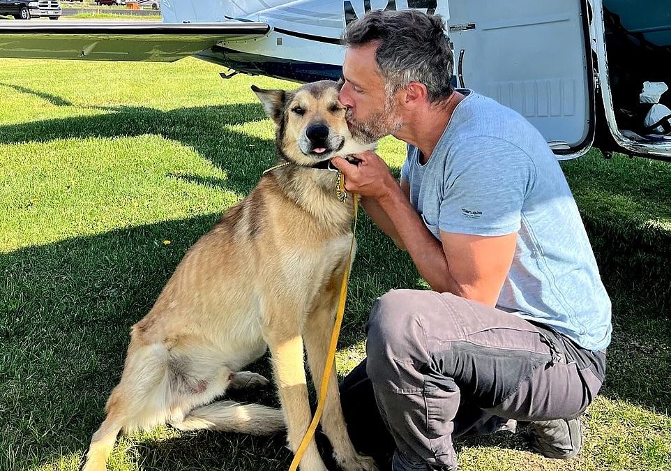 Call of the wild: Sled dog called Leon is found after THREE MONTHS later and 150 miles away
