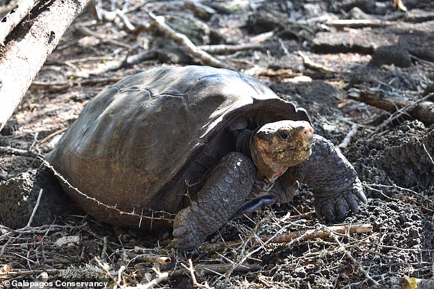 Giant tortoise thought to have died out more than a CENTURY ago is found on the Galápagos Islands