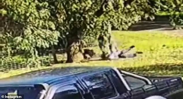 Kangaroo tackles man to the ground in Australia
