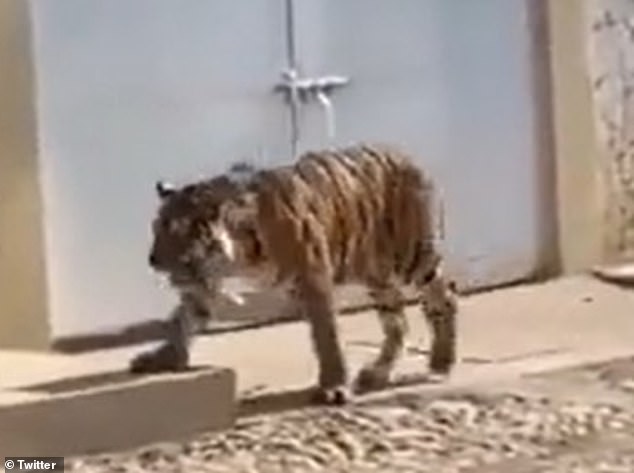 Mexico residents surprised at the sight of a tiger walking in their neighborhood
