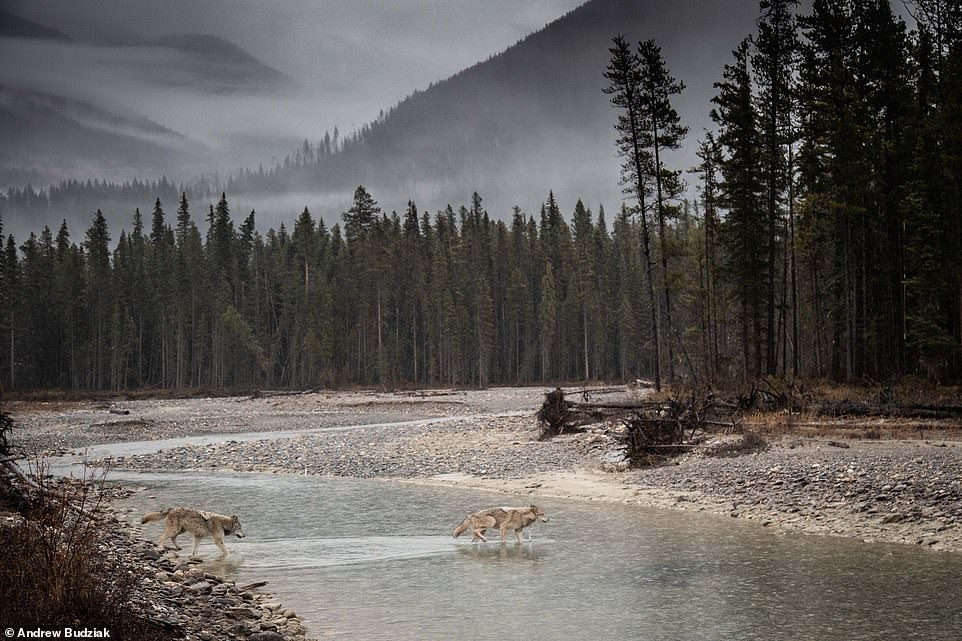 Photographer’s stunning photos of Canada’s wilderness – where he had a VERY close wolf encounter