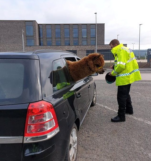 Police officer is stunned as ALPACA pops its head out of car window during routine vehicle check