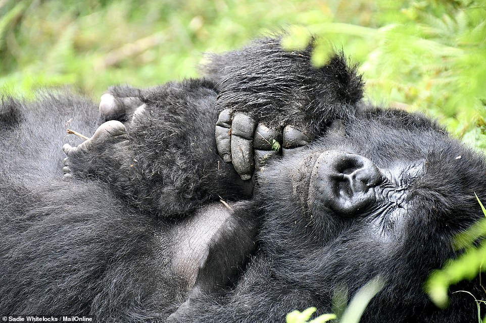 Up close with gorillas and thrilling hikes: Sadie Whitelocks discovers Rwanda’s amazing landscapes