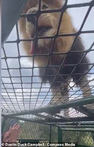 Amazing footage of the animal park big cat encounter where the HUMANS are caged