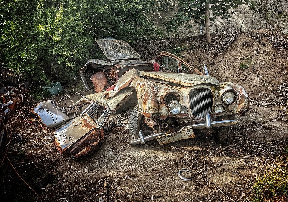 Collection of rusting classic Jaguars and Austins dating back to 1960s lie abandoned in field