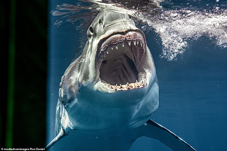 Heart-stopping images of Great White shark capturing fish for her dinner snapped by cage diver