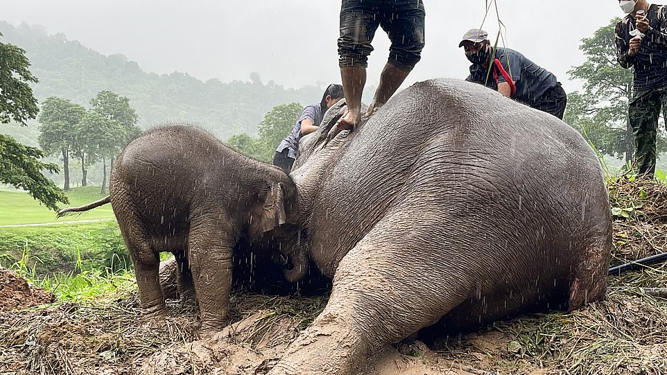 Incredible moment vets save elephant in front of worried calf by jumping up and down on her for CPR