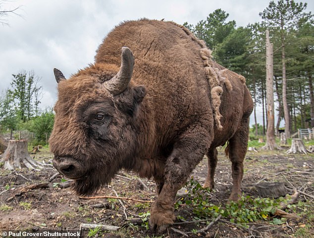 Long-lost bison will roam in Kent from today in new rewilding project in Canterbury