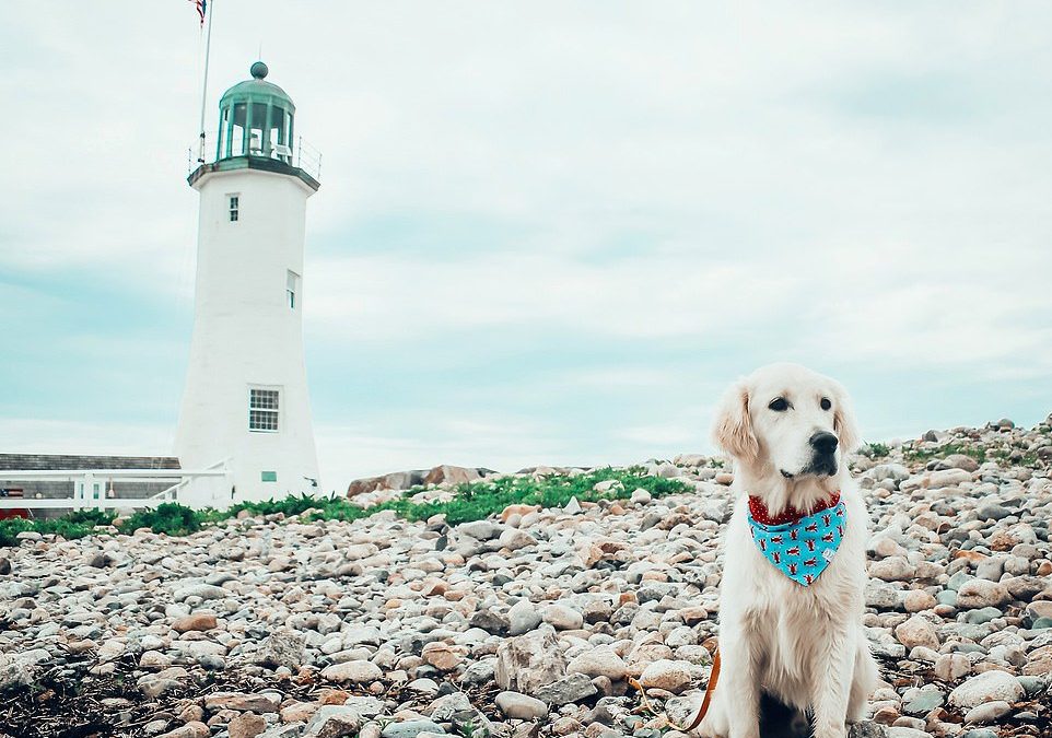 Meet Finnian the globetrotting service dog whose antics have turned him into a social media hit