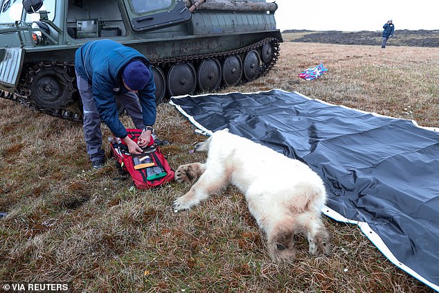Moment Polar bear cub that got its tongue caught in a tin can is saved after rescue mission