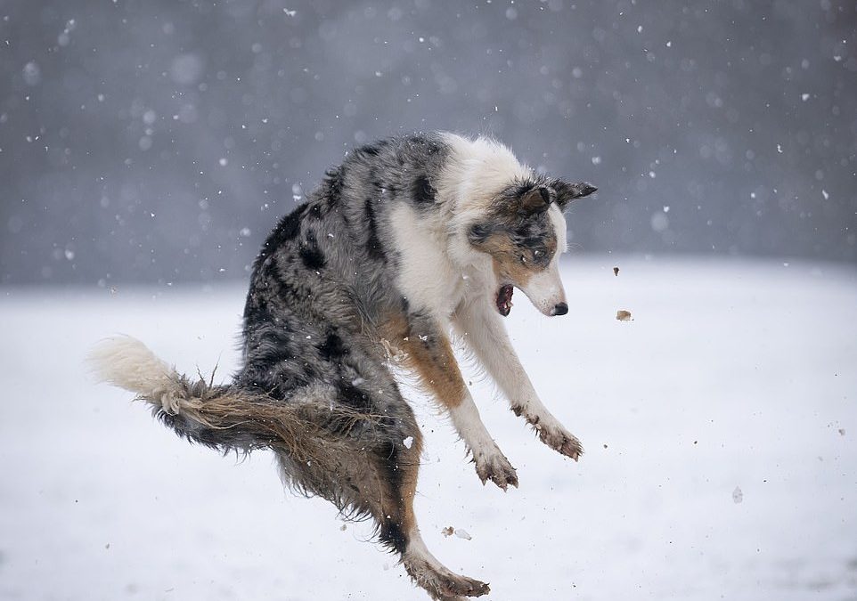 The best of the crop! FEMAIL looks through the finalists of The Comedy Pet Photo Awards 2022