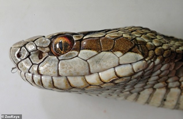 Venomous viper species has bite so potent it can leave humans disabled 