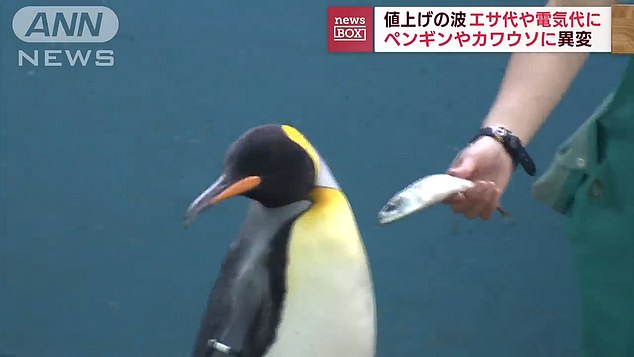 Video shows penguins refusing cheaper fish as rising inflation forces Japanese aquarium to cut costs
