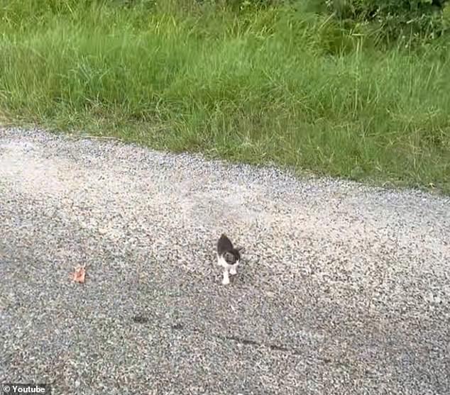 Adorable moment a Louisiana man stops to help kitten in the road