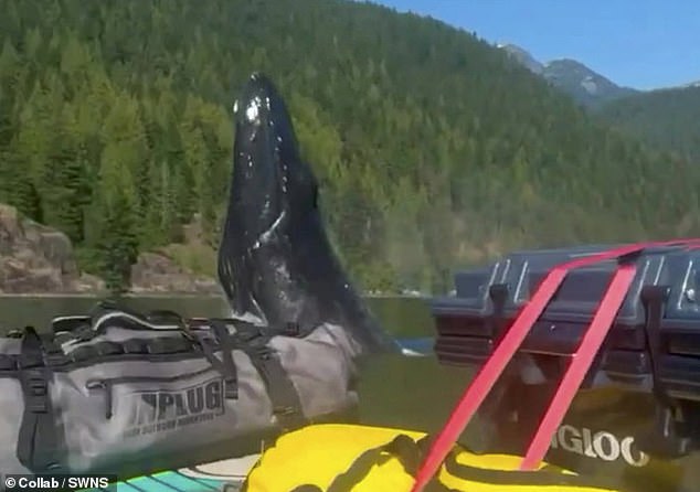 Awesome moment humpback repeatedly breaches just meters from where father and son are kayaking 