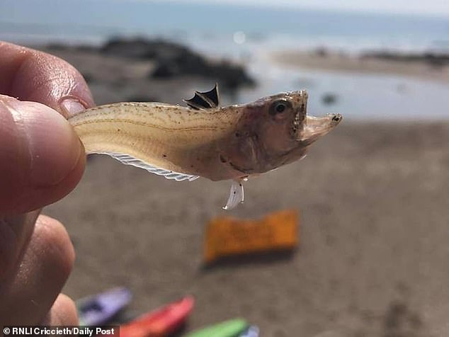 Beachgoers warned over poisonous weever fish that delivers sting ‘more painful than childbirth’