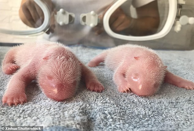 China welcomes birth of twin giant pandas that were born at a breeding center