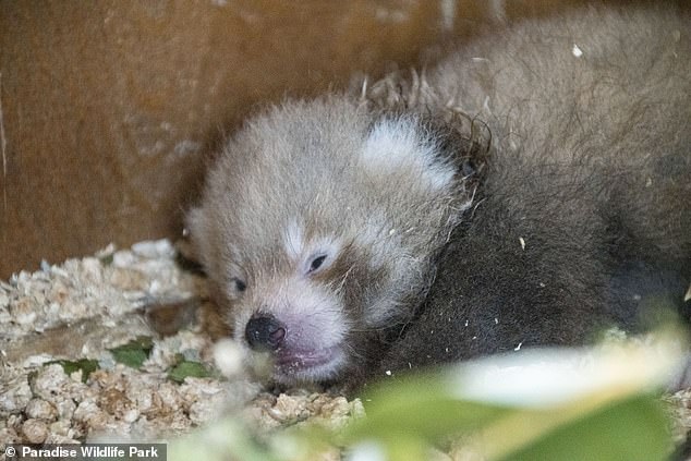 Endangered red panda gives birth to cub at UK wildlife park just months after death of partner