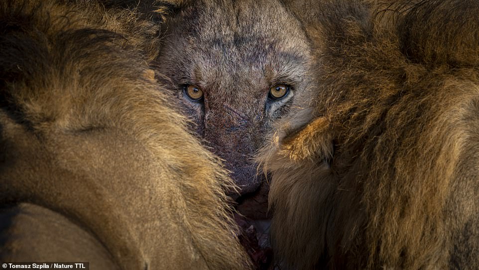 From the Northern Lights to a hunting wild cat – the winners of the 2022 Nature TTL photo awards