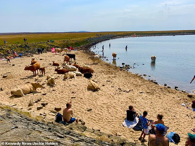 Herd of COWS invade Yorkshire beach and take best tanning spots, leaving sunseekers to sit on rocks