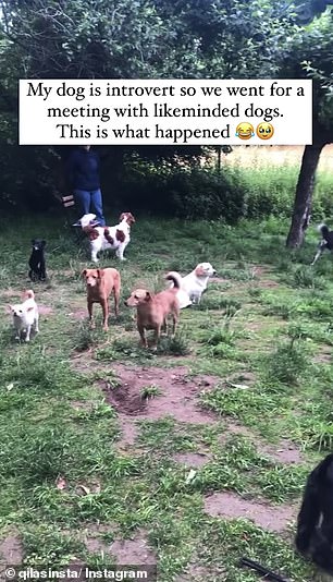 Hilarious video shows how a pack of ‘introverted’ dogs interact