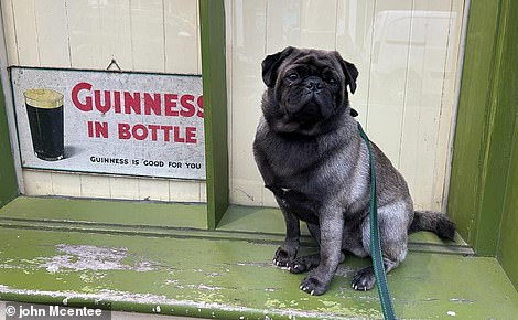 JOHN MCENTEE has a grand time in Ireland with pug Guinness (despite the post-Brexit doggy paperwork)
