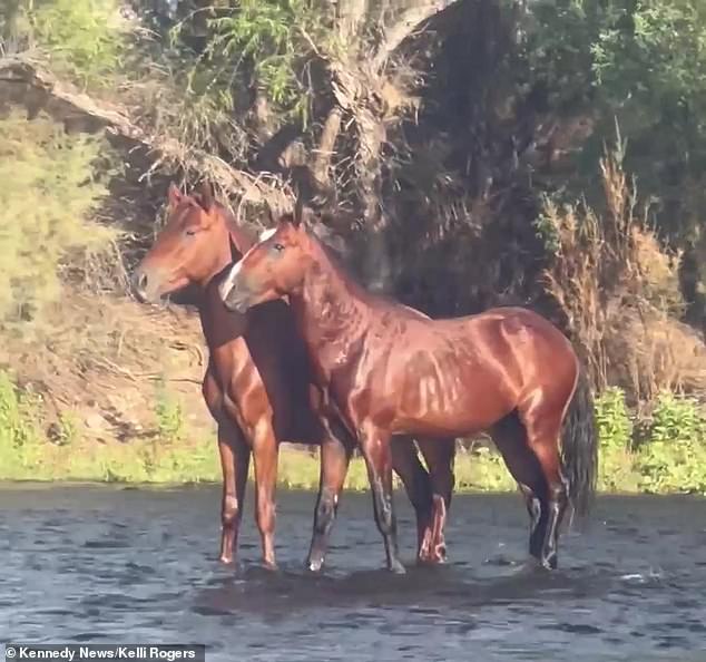 Neigh impossible! Mind-bending video appears to show horses walking on water along Arizona river
