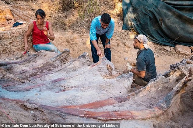 Portugal dinosaur: Giant sauropod skeleton found in man’s backyard