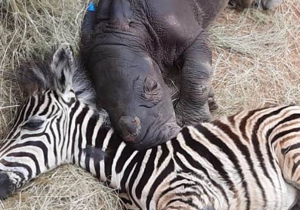 Rhino and zebra babies become best mates at animal sanctuary in South Africa after being orphaned