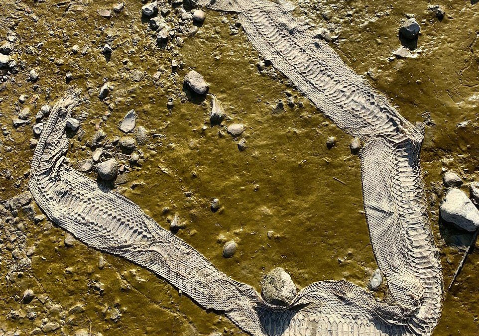 Snake skin on the Thames may have been left by a Boa constrictor 