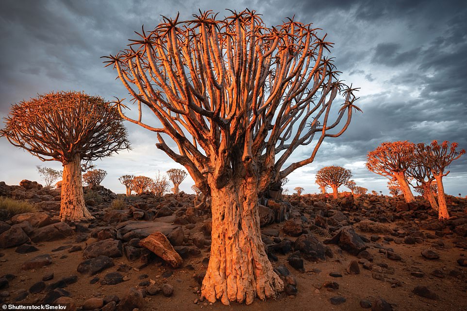 The world’s most magical forests revealed in stunning new book, from California to Spain