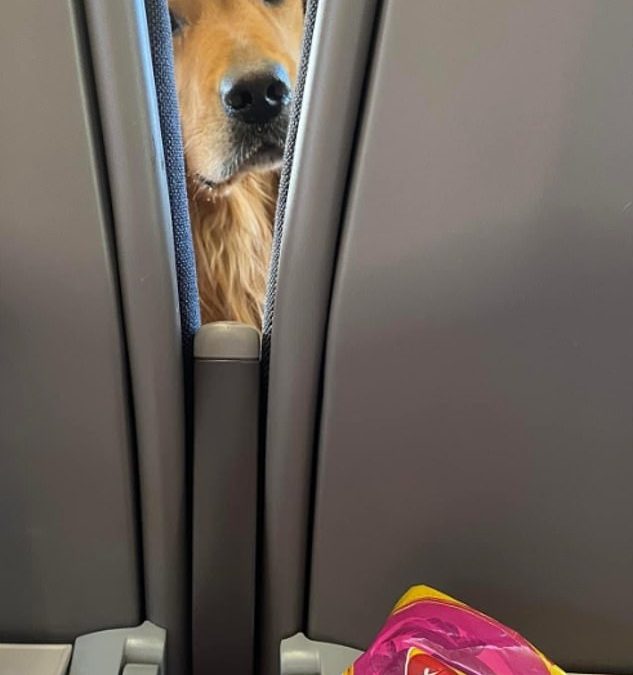 Train passenger snaps hilarious encounter with hungry dog who tries to steal their crisps