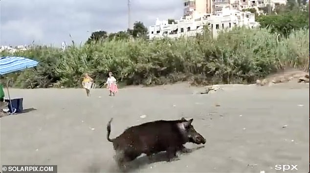 VIDEO: Boar emerges from the sea at Costa del Sol beach