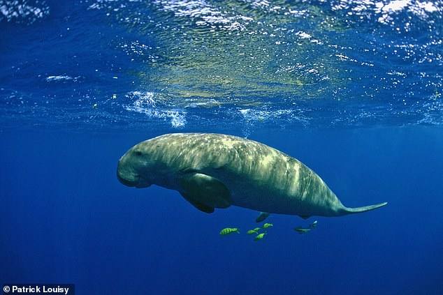 What is a dugong? The manatee-like animal that is now extinct in China