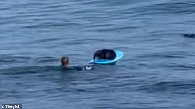 Hilarious moment pregnant sea otter leaps on surfboard and snarls at the owner who tries get it back