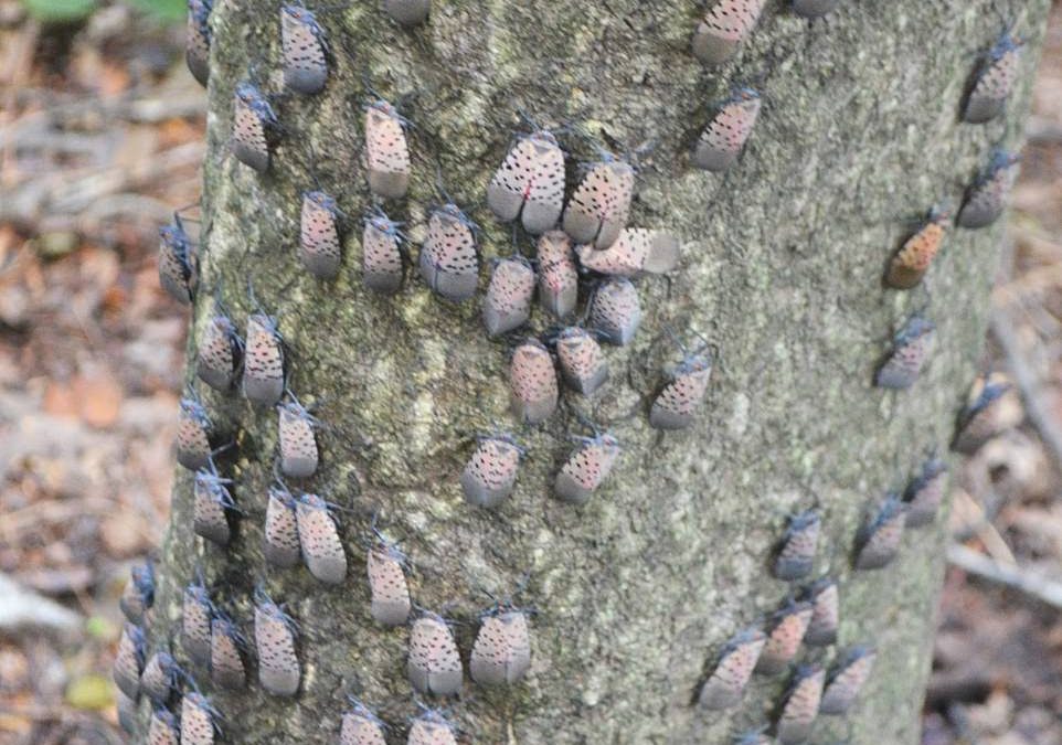 How US is fighting a plague of the spotted lanternfly as states spend HUNDREDS OF MILLIONS