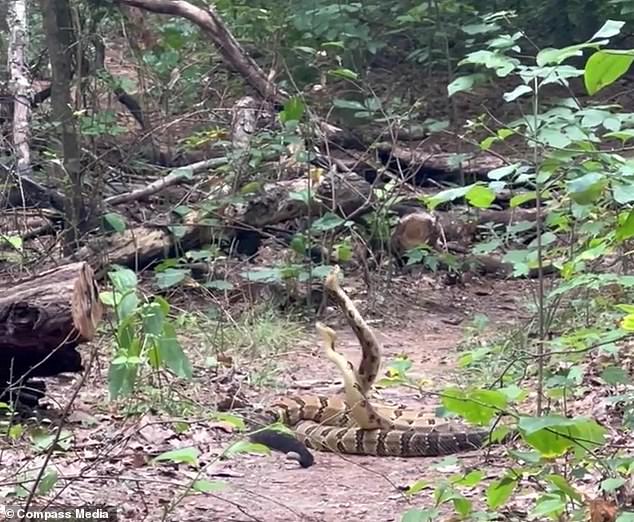 Indiana hiker captures video of two huge rattlesnakes blocking his path and doing bizarre dance