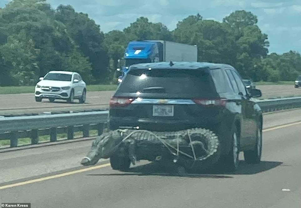 Moment SUV spotted on Florida highway with a MONSTER 11-foot gator strapped to its rear