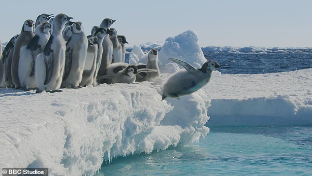 Penguin chicks fight for survival after trekking across Antarctic wastelands in new BBC series