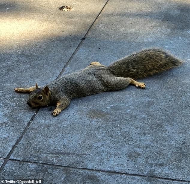 ‘Splooting’ squirrels are ‘freaking people out’ in the San Francisco Bay
