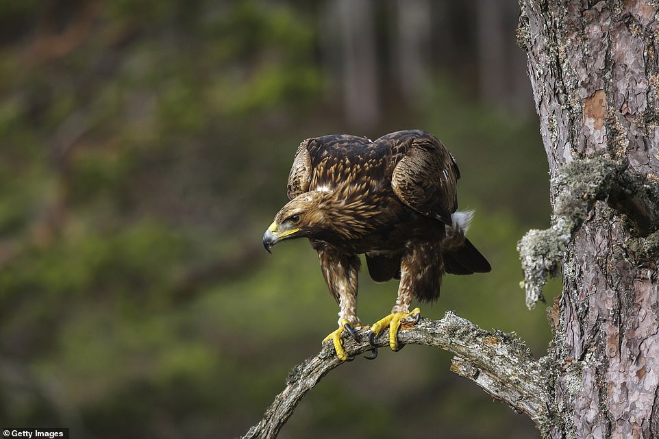 The best wildlife breaks, from hearing wolves howl in Italy to watching eagles swoop in Scotland