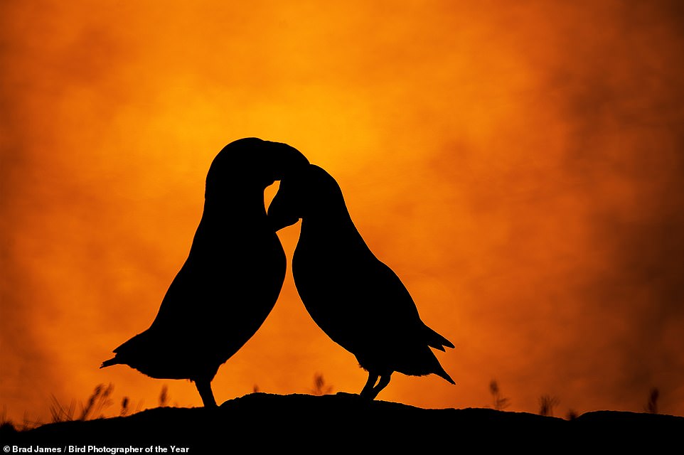 The spellbinding winners of the 2022 Bird Photographer of the Year awards revealed