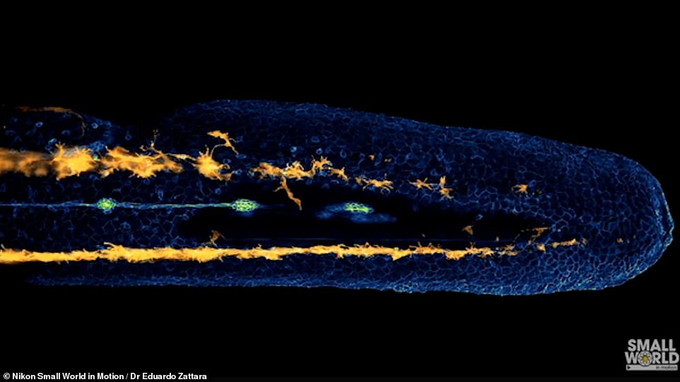 Video showing a developing zebrafish embryo wins Nikon Small World In Motion 2022 Competition 
