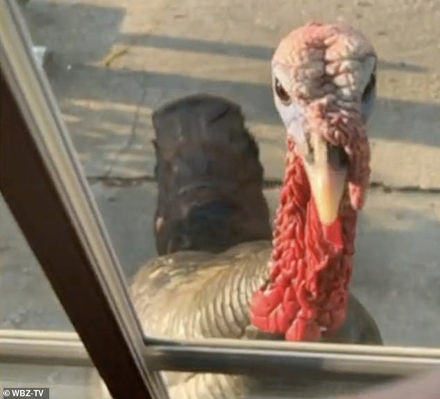 What a cluster pluck! Massachusetts city is terrorized by a rafter of turkeys