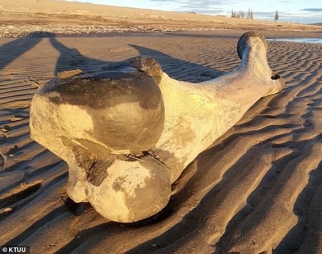 Couple hiking after Alaska storm discover gigantic mammoth bone that could be worth ‘thousands’
