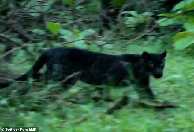 Extremely rare BLACK leopard dubbed ‘Bagheera’ with darkened fur is spotted in India