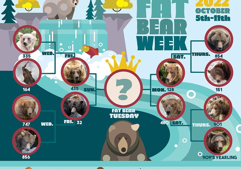 Fat Bear Week arrives as the biggest brown bears in Alaska’s Katmai National Park battle for title