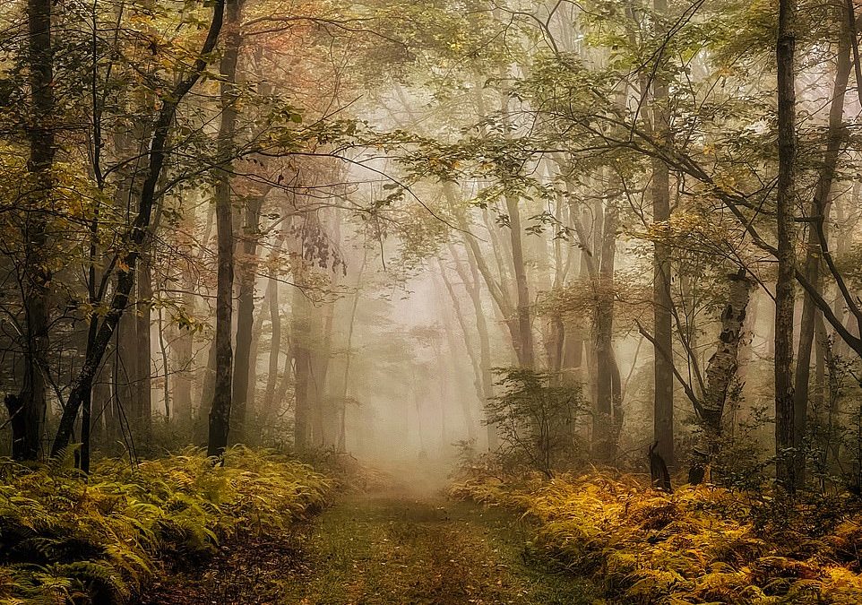 From a magical Scottish forest to a ‘UFO cloud’: The winners of the 2022 iPhone Photography Awards