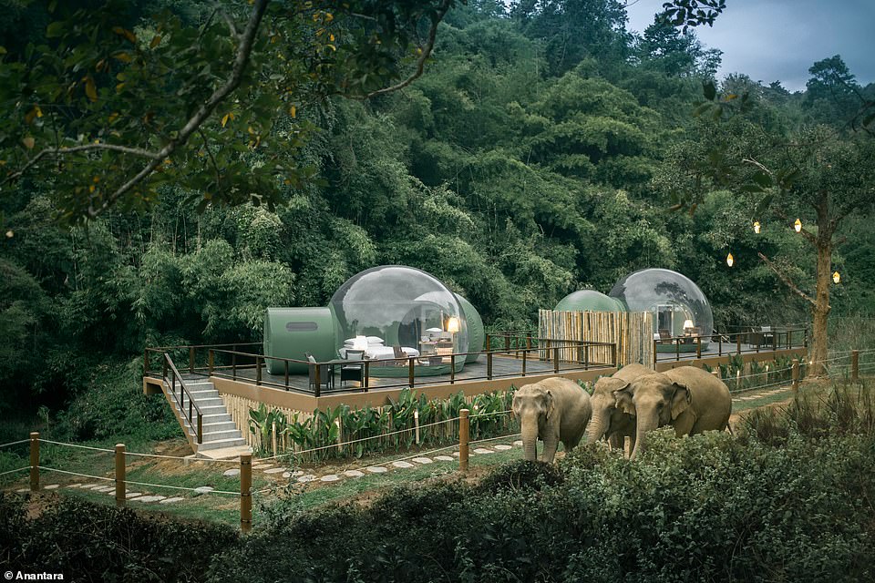 Glamping with elephants in amazing bubble tents deep in the jungles of Thailand